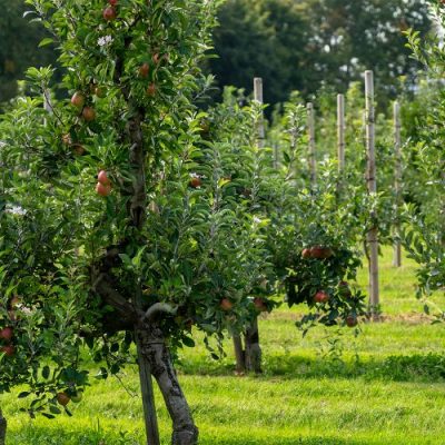 Obstbaumplantage